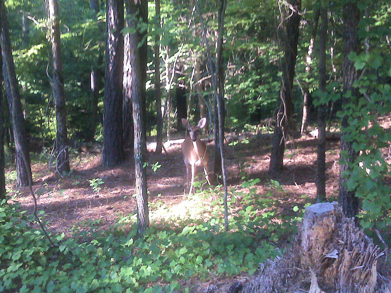 Deer.