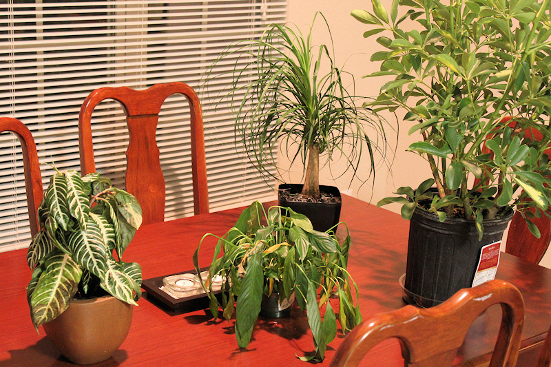 Poor plants.