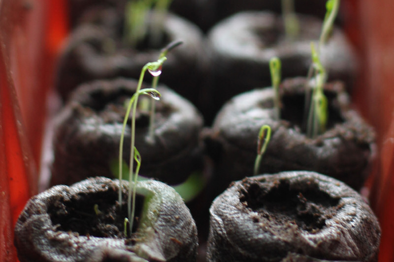 Plants.