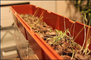 Chervil plants.