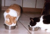 Cats eating.