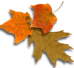 Leaves
