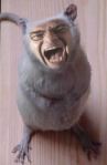Ratelband rat