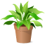 plants